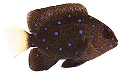 Microspathodon chrysurus (Yellow jewelry)