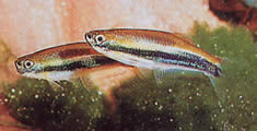 Mimagoniates lateralis (Tetra-Glande with barred sides)