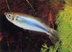 Mimagoniates microlepis Small scales tetra-barberos