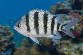 Abudefduf oxyodon Blue ray devil