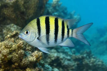 Abudefduf saxatilis Sergeant-major