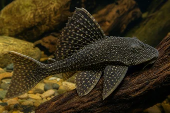 Acanthicus adonis