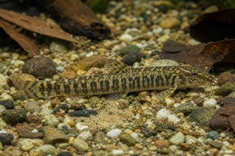 Acanthocobitis botia (Flat loche)
