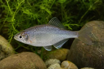 Acanthorhodeus atranalis (Japan Bouvière)