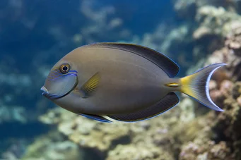 Acanthurus Fowleri (Fowler surgeon fish)