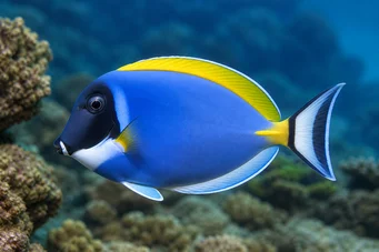 Acanthurus leucosternon (White chest surgeon)