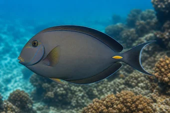 Acanthurus Mata