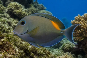 Acanthurus olivaceus Olive acanthure