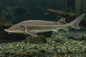 Acipenser schrencki (Acissess Schrencki)