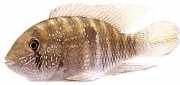 Aequidens pulcher Blue Acara