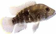 Aequidens rivulatus White strip acara