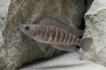 Altolamprologus compressiceps (Altolamprologus compressice)