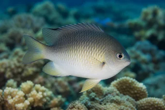Amblyglyphidodon leucogaster