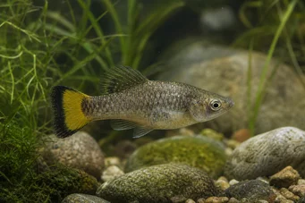 Ameca splendens Ameca
