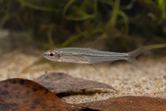 Ammocryptocharax minutus (Characin-Fleche Minute)
