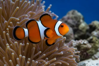 Amphiprion bicinctus Two-band clownfish