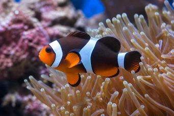 Amphiprion clarkii Clark clownfish
