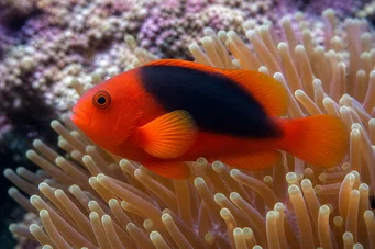 Amphiprion ephippium