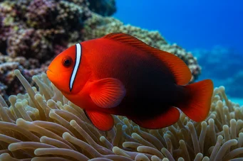 Amphiprion frenatus Red clown