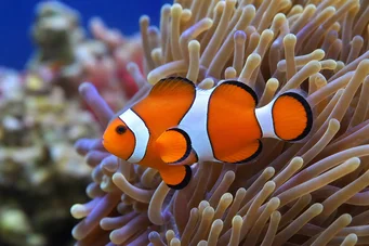 Amphiprion ocellaris Three-band clownfish