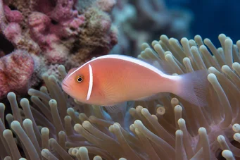 Amphiprion perideraion Collier clownfish
