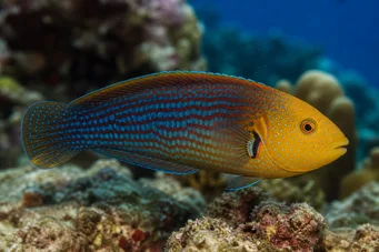 Anampses chrysocephalus Red tail labre