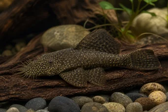Ancistrus hyplogenys