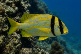 Anisotremus virginicus Pork