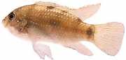 Anomalochromis thomasi Cichlid African butterfl...