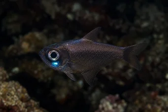 Anomalops katoptron (Anomaly fish)