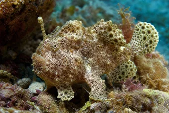 Antennarius maculatus (fish-rapaud, fisherman or antennae)