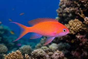 Anthias squamipinnis Red barber