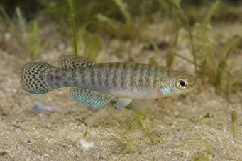 Aphanius dispar Aphanius disappear