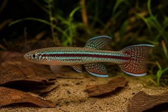 Aphyosemion bitaeniatum