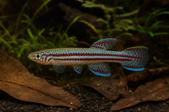 Aphyosemion bivittatum APHYOSEMION Bivittatum