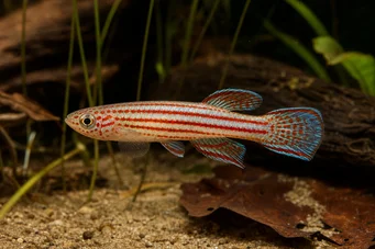 Aphyosemion striatum Striped aphyo