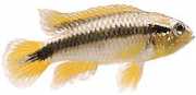 Apistogramma agassizii Cichlid Dwarf of Agassiz...