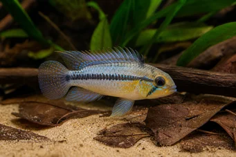 Apistogramma borellii
