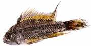 Apistogramma cacatuoides Apisto-Cacatoes