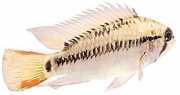 Apistogramma macmasteri Villavicencio dwarf cich...