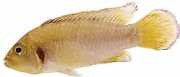 Apistogramma nijsseni Najssen dwarf cichlid