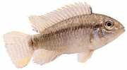 Apistogramma trifasciatu... Three -line dwarf cichli...