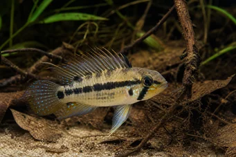 Apistogramma trifasciatum Three -line dwarf cichlid