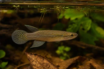 Aplocheilus dayi Green panchax