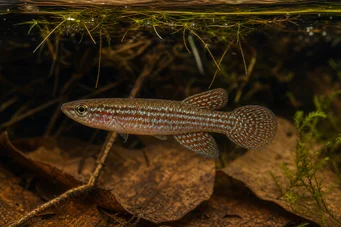 Aplocheilus panchax Panchax