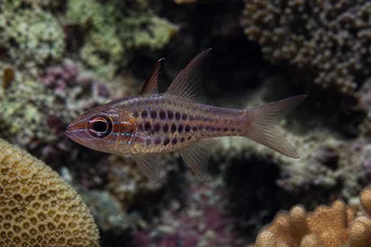 Apogon nematopterus Apogon pajamas