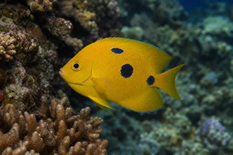 Apolemichthys trimaculatus Tritachery fish