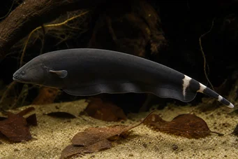 Apteronotus albifrons American coup fish - also called Black Pha