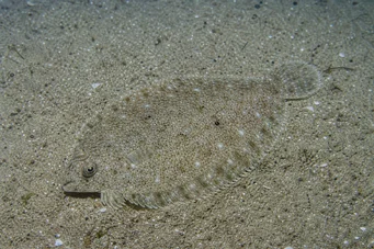 Arnoglossus laterna (False Limande)