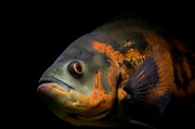 Astronotus ocellatus Oscar or cichlid of velv...
